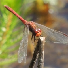 Diplacodes bipunctata (Wandering Percher) at QPRC LGA - 24 Oct 2015 by michaelb