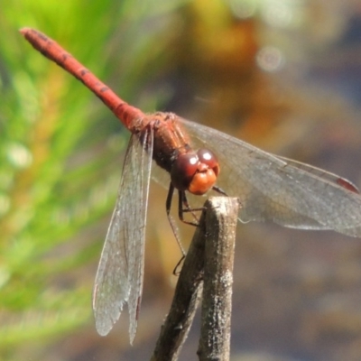 Diplacodes bipunctata (Wandering Percher) at QPRC LGA - 24 Oct 2015 by michaelb