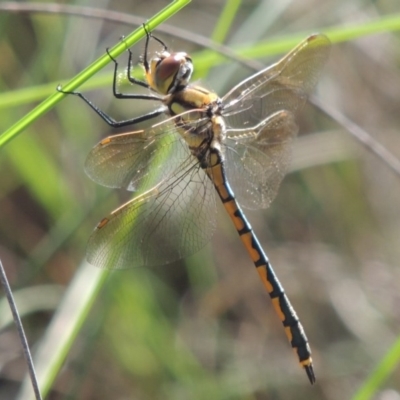 Hemicordulia tau (Tau Emerald) at Bywong, NSW - 24 Oct 2015 by MichaelBedingfield