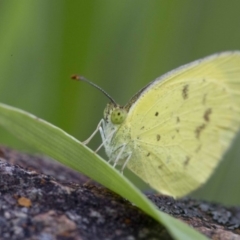 Eurema smilax (Small Grass-yellow) at Fraser, ACT - 20 Oct 2016 by JudithRoach