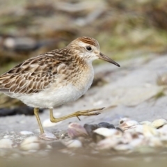 Calidris acuminata (Sharp-tailed Sandpiper) at Wallagoot, NSW - 20 Oct 2016 by Leo