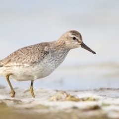 Calidris canutus (Red Knot) at Wallagoot, NSW - 20 Oct 2016 by Leo