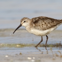 Calidris ferruginea (Curlew Sandpiper) at Wallagoot, NSW - 20 Oct 2016 by Leo