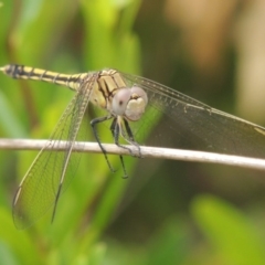 Orthetrum caledonicum (Blue Skimmer) at Conder, ACT - 3 Mar 2015 by MichaelBedingfield