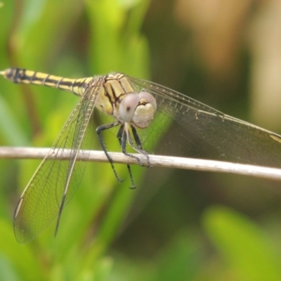 Orthetrum caledonicum (Blue Skimmer) at Conder, ACT - 3 Mar 2015 by michaelb
