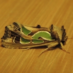 Cosmodes elegans (Green Blotched Moth) at Conder, ACT - 3 Apr 2016 by michaelb