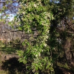 Pandorea pandorana (Wonga Wonga Vine) at Garran, ACT - 21 Oct 2016 by Ratcliffe