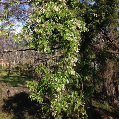 Pandorea pandorana (Wonga Wonga Vine) at Garran, ACT - 21 Oct 2016 by Ratcliffe