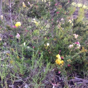 Freesia leichtlinii subsp. leichtlinii x Freesia leichtlinii subsp. alba at Garran, ACT - 22 Oct 2016 09:12 AM