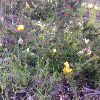 Freesia leichtlinii subsp. leichtlinii x Freesia leichtlinii subsp. alba (Freesia) at Red Hill Nature Reserve - 21 Oct 2016 by Ratcliffe