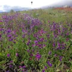 Echium plantagineum (Paterson's Curse) at Garran, ACT - 21 Oct 2016 by Ratcliffe