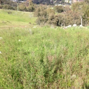 Hypericum perforatum at Red Hill Nature Reserve - 22 Oct 2016 09:23 AM