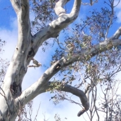 Dacelo novaeguineae (Laughing Kookaburra) at Garran, ACT - 21 Oct 2016 by Ratcliffe