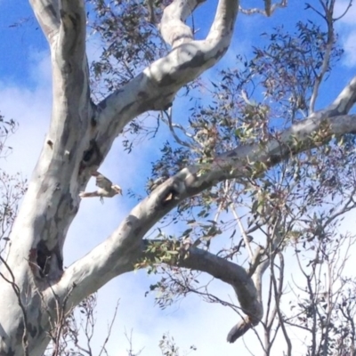 Dacelo novaeguineae (Laughing Kookaburra) at Garran, ACT - 21 Oct 2016 by Ratcliffe