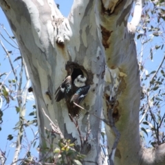 Dacelo novaeguineae at Garran, ACT - 22 Oct 2016