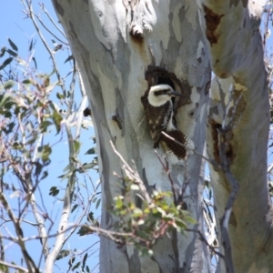 Dacelo novaeguineae at Garran, ACT - 22 Oct 2016