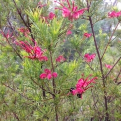 Grevillea rosmarinifolia subsp. rosmarinifolia (Rosemary Grevillea) at Red Hill Nature Reserve - 21 Oct 2016 by Ratcliffe