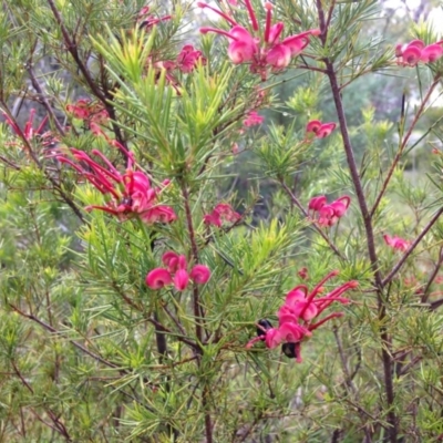 Grevillea rosmarinifolia subsp. rosmarinifolia (Rosemary Grevillea) at Red Hill Nature Reserve - 21 Oct 2016 by Ratcliffe