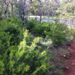 Grevillea rosmarinifolia subsp. rosmarinifolia at Red Hill, ACT - 22 Oct 2016 10:02 AM