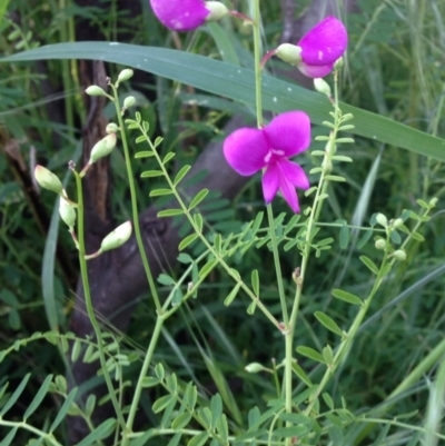 Swainsona galegifolia (Darling Pea) at Red Hill, ACT - 21 Oct 2016 by Ratcliffe