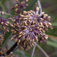 Lomandra multiflora (Many-flowered Matrush) at ANBG - 21 Oct 2016 by JudithRoach