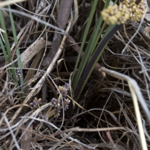 Lomandra multiflora at Acton, ACT - 22 Oct 2016 10:27 AM