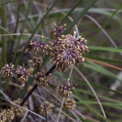 Lomandra multiflora at Acton, ACT - 22 Oct 2016 10:27 AM