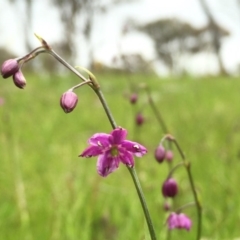 Arthropodium minus (Small Vanilla Lily) at Wandiyali-Environa Conservation Area - 22 Oct 2016 by Wandiyali