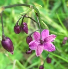 Arthropodium minus at Googong, NSW - 22 Oct 2016