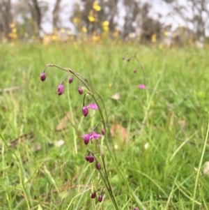 Arthropodium minus at Googong, NSW - 22 Oct 2016 03:12 PM