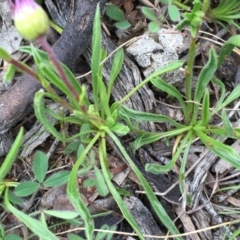 Calotis scabiosifolia var. integrifolia at Googong, NSW - 22 Oct 2016