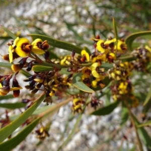 Daviesia mimosoides at Molonglo Valley, ACT - 20 Oct 2016 12:10 PM