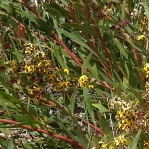 Daviesia mimosoides at Molonglo Valley, ACT - 20 Oct 2016 12:10 PM