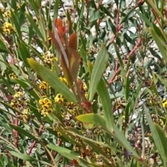 Daviesia mimosoides at Molonglo Valley, ACT - 20 Oct 2016 12:10 PM