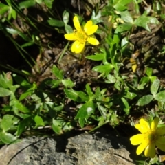 Ranunculus papulentus at Molonglo Valley, ACT - 20 Oct 2016