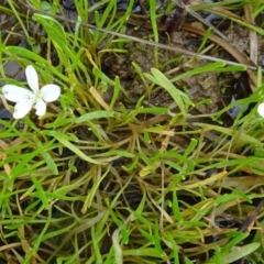 Montia australasica (White Purslane) at Molonglo Valley, ACT - 20 Oct 2016 by galah681