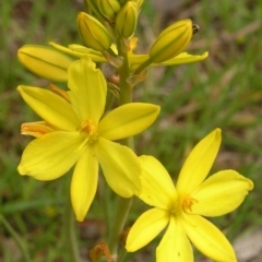 Bulbine bulbosa (Golden Lily, Bulbine Lily) at Kambah, ACT - 21 Oct 2009 by MatthewFrawley