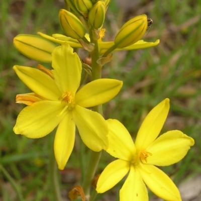 Bulbine bulbosa (Golden Lily) at Mount Taylor - 21 Oct 2009 by MatthewFrawley