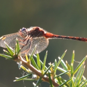 Diplacodes bipunctata at Bonython, ACT - 22 Feb 2015