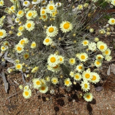 Leucochrysum albicans (Hoary Sunray) at Molonglo Valley, ACT - 20 Oct 2016 by galah681