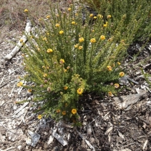 Oxylobium ellipticum at Molonglo Valley, ACT - 20 Oct 2016