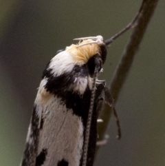 Philobota lysizona (A concealer moth) at Black Mountain - 22 Oct 2016 by JudithRoach