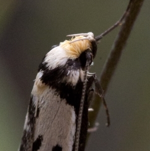 Philobota lysizona at Acton, ACT - 22 Oct 2016