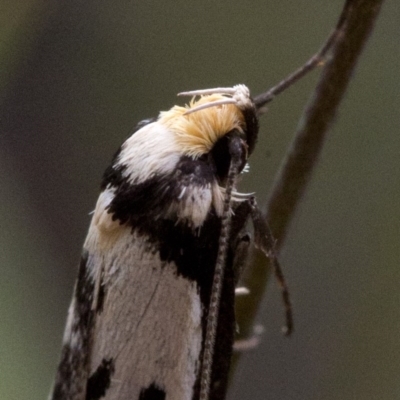Philobota lysizona (A concealer moth) at Black Mountain - 22 Oct 2016 by JudithRoach