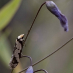 Philobota lysizona at Acton, ACT - 22 Oct 2016