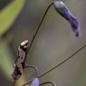 Philobota lysizona at Acton, ACT - 22 Oct 2016 11:57 AM