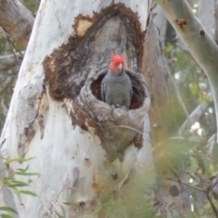 Callocephalon fimbriatum (Gang-gang Cockatoo) at Point 5811 - 5 Oct 2016 by AndyRussell