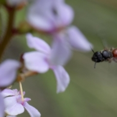 Lasioglossum (Parasphecodes) hiltacum at Acton, ACT - 21 Oct 2016