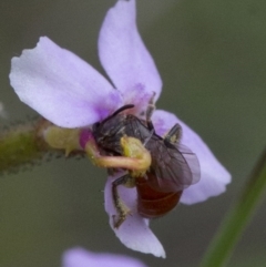 Lasioglossum (Parasphecodes) hiltacum at Acton, ACT - 21 Oct 2016