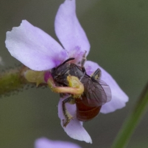 Lasioglossum (Parasphecodes) hiltacum at Acton, ACT - 21 Oct 2016 01:26 PM